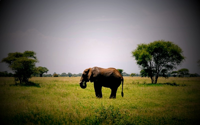 KRUGER FULL DAY SAFARI